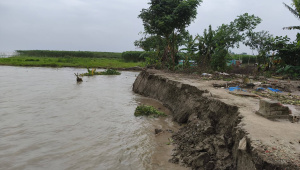 Erosion by the Padma and Arial Khan rivers intensifies across Sadarpur, swallowing homes, roads and cropland almost every day. Photo: Star