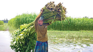 Rangpur_jute_farming.jpg
