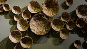 ‘Search Soul, Soil’ sheds light on environmental loss and cultural memory
