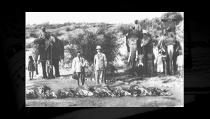 Tiger hunt in colonial India