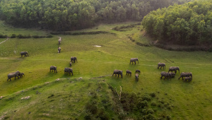 Mymensingh Elephant Population