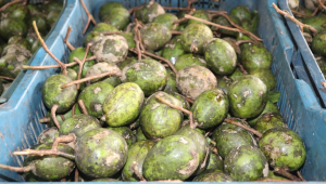 A maund (37.3kg) of hog plums currently sells for Tk 750-800 in wholesale markets. Photo: Star