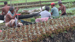Rain-losses-sapling-growers.jpg