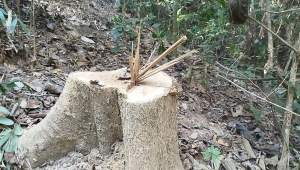 According to the case statement, trees were illegally felled from the reserved forest in Paikpara union between January 12 last year and May 15 this year. Photo: Collected
