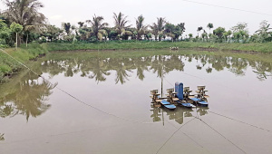 Power crisis affect shrimp farming in Bangladesh
