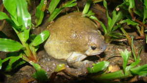 Indian-Balloon-frog.jpg