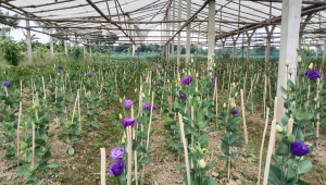 Nandini Flower Cultivation in Bangladesh