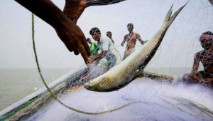 Op2__hilsa.jpg