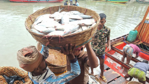 hilsa-barishal.jpg