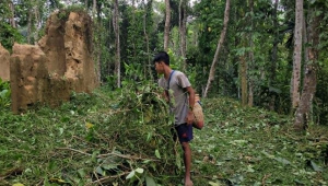 Moulvibazar betel nut trees cut down