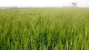 bumper-wheat-yield.jpg