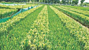 Agriculture