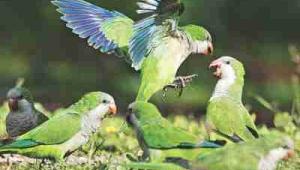 birds of rome.jpg