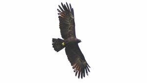 black eagle.jpg