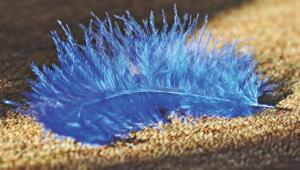 blue bird.jpg