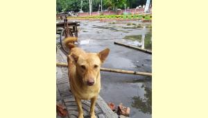 buru-the-dog.jpg
