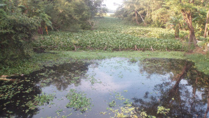 dakatia river.jpg