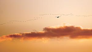 Flight