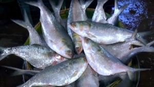 hilsa.jpg
