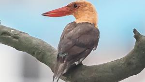 Kingfisher.jpg