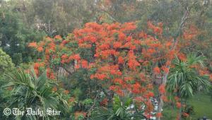 Krishnochura