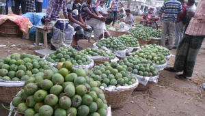 mango arriving.jpg