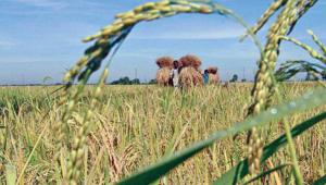 paddy field