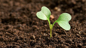 Plant.jpg