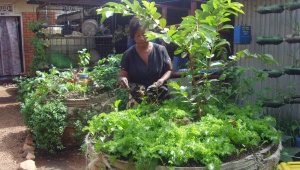 Sack farms 1.jpg