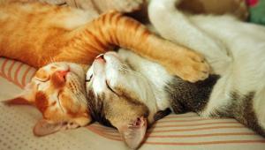 Sparta-cat-5-wb.jpg
