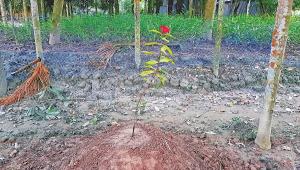 tree.jpg