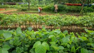 greener-bangladesh.jpg