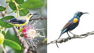 good-looking-bird.jpg
