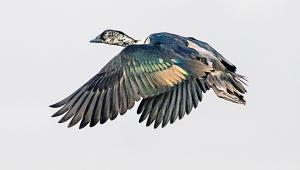 comb-duck.jpg