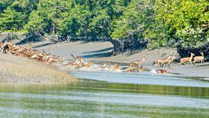 Besides forex reserves, nature needs replenishing too