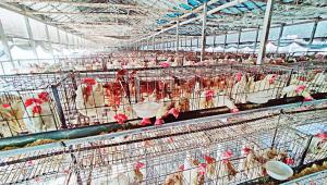 poultry.jpg