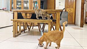With more individuals beginning to embrace cats and dogs as companions, pet care has become a booming business. The industry makes sales of about Tk 200 crore annually in Bangladesh, with the market growing more than 20 percent every year.