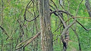wildlife-forest7.jpg