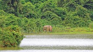 Bangladesh wild elephant conservation