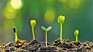 plant.jpg