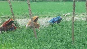 kaliganj-upazila-1.jpg