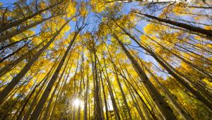 o-FORESTS-900.jpg