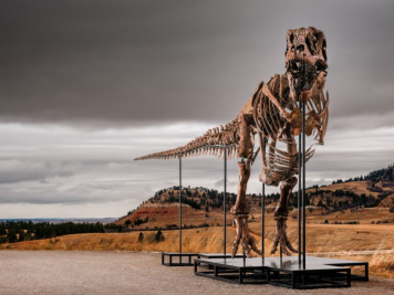 Gus the T Rex