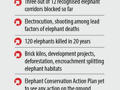 elephant-day.jpg