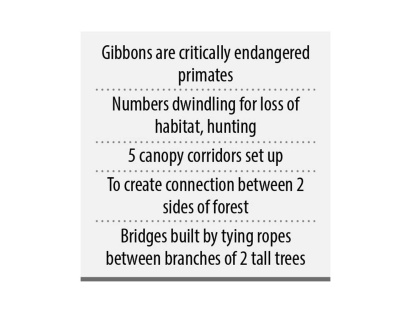 gibbons-4.jpg