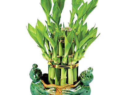 bamboo1.jpg