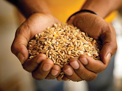 wheat.jpg