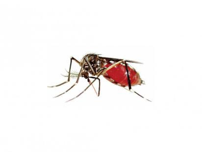 dengue.jpg