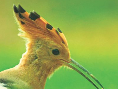 bird11.jpg