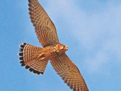 bird 1.jpg